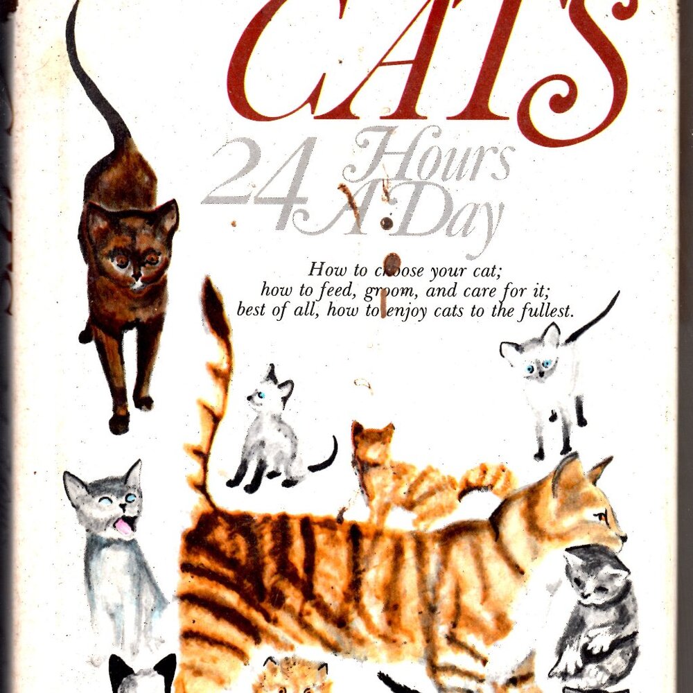 Cats 24 Hours A Day